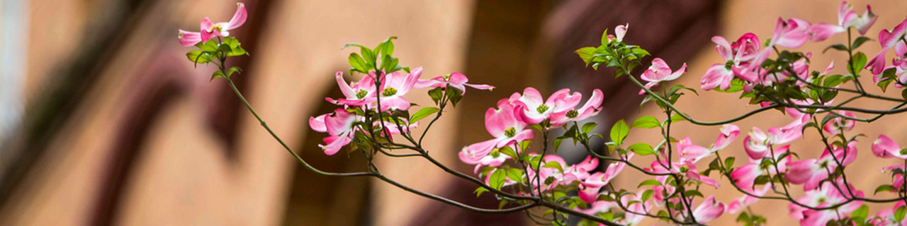 Closeup of flowers