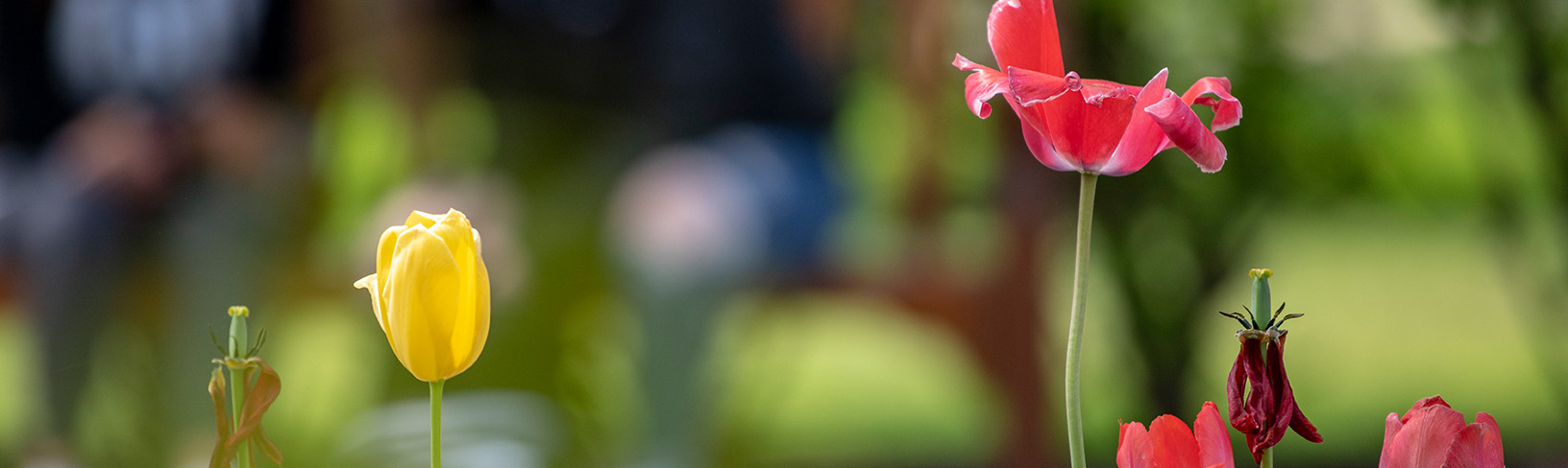 Flowers on campus